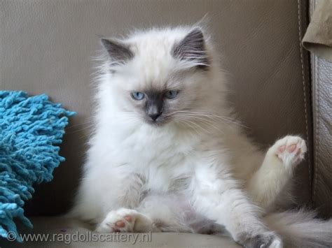 Kittens Ragdoll : Biological Science Picture Directory – Pulpbits.net