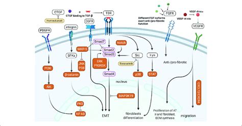 Crosstalk Between Rtk Non Rtk And Other Signaling Pathways Pdgfr