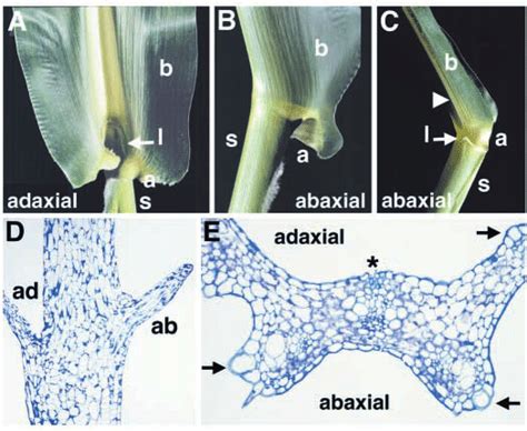 Rld1 O Alters Adaxial Abaxial Polarity In The Leaf The Maize Leaf