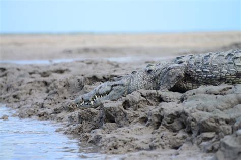 Florida Saltwater Crocodile Stock Image Image Of Park Travel 61162029