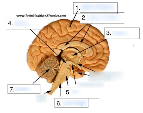 Brain Sagittal Section Diagram Quizlet