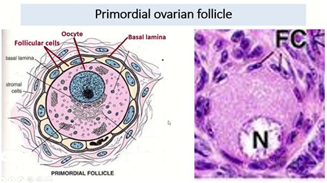 Primordial Follicle Model