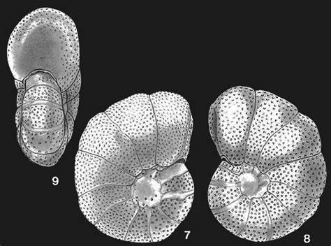 Anomalinoides Globulosus Sahul Shelf And Timor Sea None Recent Holocene