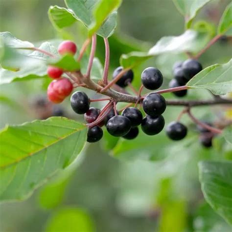 Alder Buckthorn Hedging Plants For Sale Ashridge