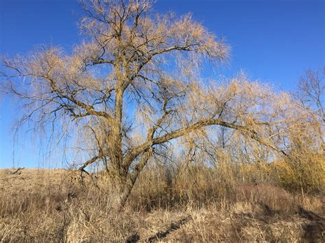 Beautiful Weeping Willow Tree On The Waterfront Trail Of L Flickr