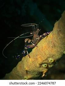 Spotted Cleaner Shrimp Periclimenes Yucatanicus On Stock Photo