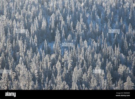 Frosty forest in Muonio, Lapland, Finland Stock Photo - Alamy