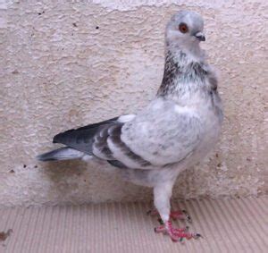 Archangel Pigeon Origin Characteristics Uses Photo