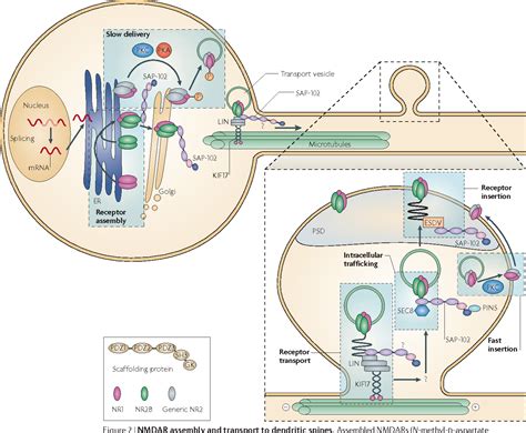 PDF NMDA Receptor Trafficking In Synaptic Plasticity And