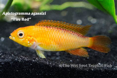 Apistogramma agassizii - Tropical Freshwater Fish For Sale Online