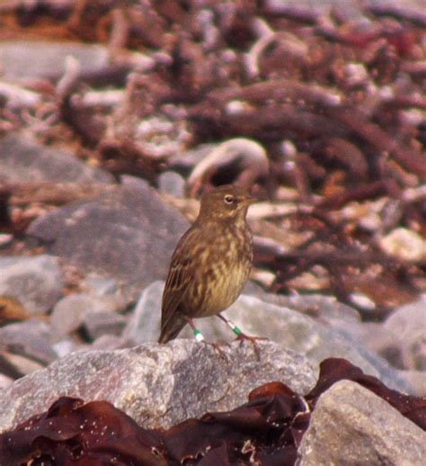 Grampian Ringing Group: Rock Pipit Movements