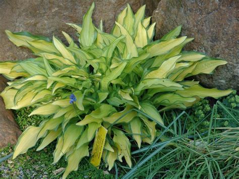 Kleine und Mini-Hostas