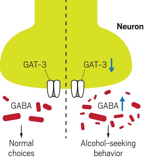 Alcohol Mechanism Of Action Gaba How Does Alcohol Affect Gaba Brapp