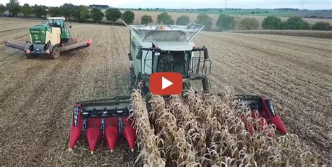 Maisernte 2023 Ein Claas Lexion 7500 Mit Einem 12 Reihigen Geringhoff Horizon Star 2 Und