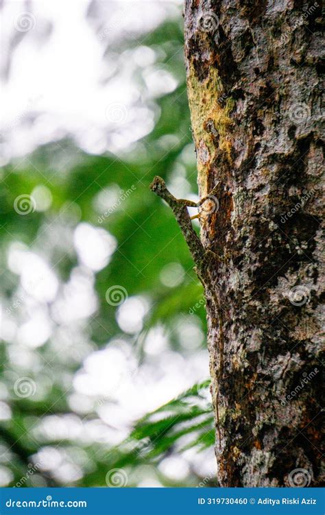 Draco Volans (Cekibar, Cecak Terbang, Cicak Terbang, Klarap, Common Flying Dragon) Stock Photo ...