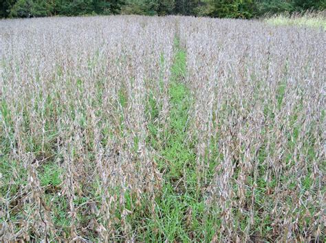 Overseeding Soybeans with Winter Rye!Iowa Outfitters/ Whitetail Habitat Consulting @ Full ...