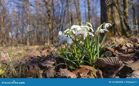 De Eerste De Lentebloemen Witte Sneeuwklokjes In Het Bos Stock Foto