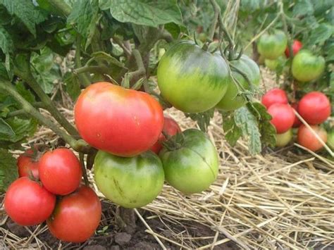 Универсальный томат Монгольский карлик: фото, описание, характеристика ...