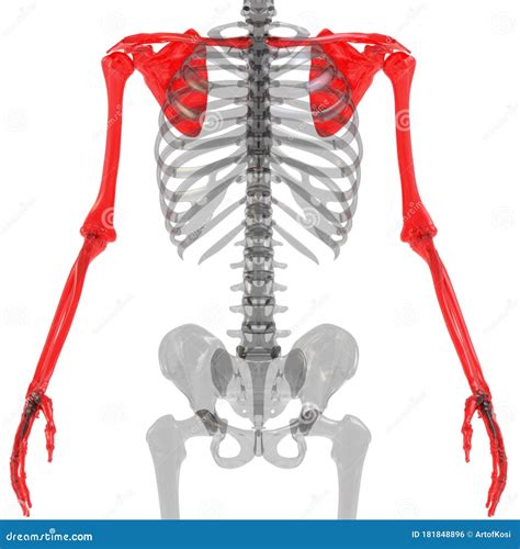 Articulaciones óseas De Miembros Superiores Del Sistema Esquelético