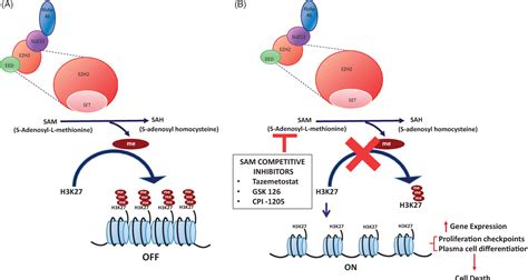 Figure 1 From Enhancer Of Zeste Homolog 2 Ezh2 Inhibitors Semantic