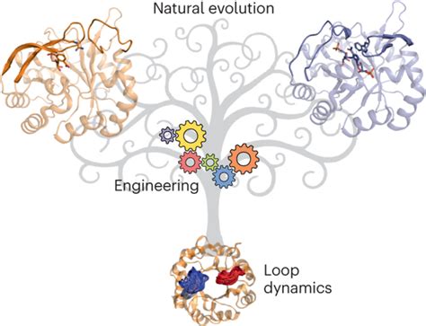 Loop Dynamics And The Evolution Of Enzyme Activity Nature Reviews