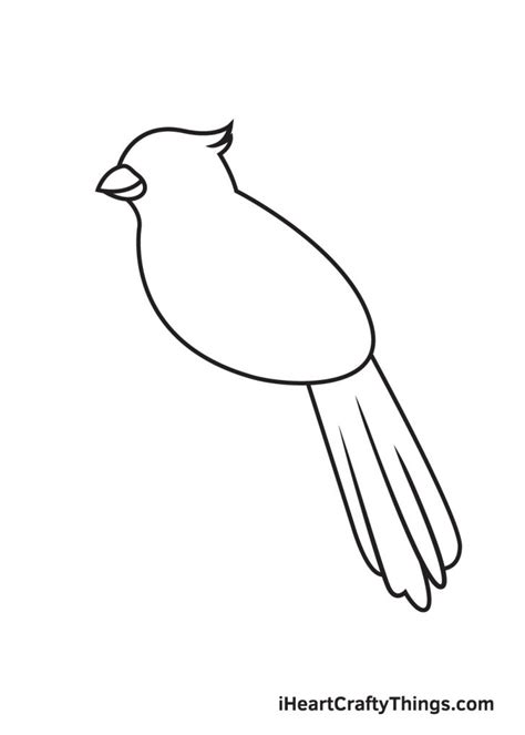 Cardinal Drawing - How To Draw A Cardinal Step By Step