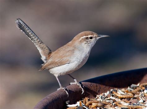 18 Small Brown Birds Id Photos