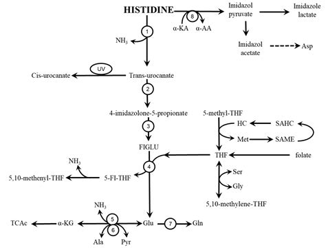 Histidine in Health and Disease: Metabolism, Physiological Importance