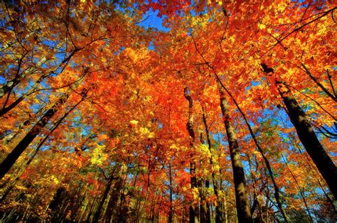 Usa West Lafayette Indiana Trees Photograph By Rona Schwarz Pixels