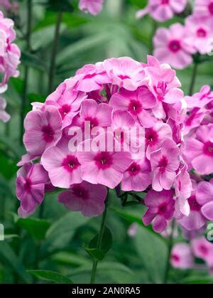 Phlox Paniculata Eva Cullum Stock Photo Alamy