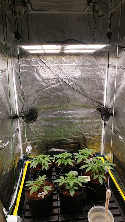 Hlg V Led By Horticulture Lighting Group The Full Review