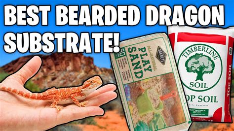 Bearded Dragon Substrate YouTube