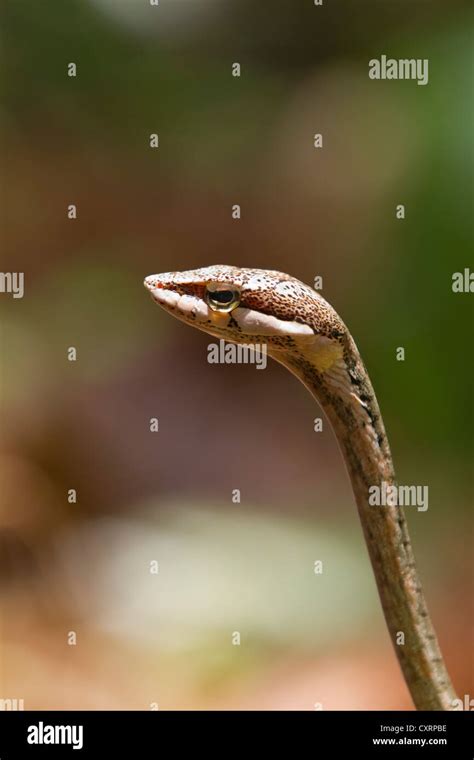 African Vine Snake