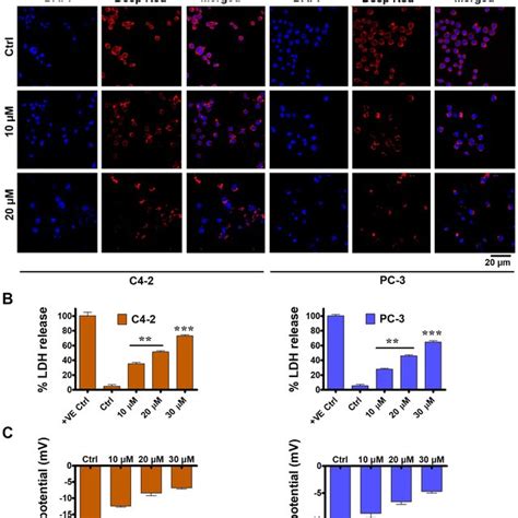 Effect On Plasma Membrane Integrity On Prostate Cancer Cells With Ta Download Scientific