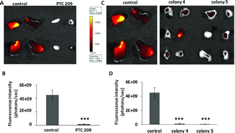 Ptc 209 Treated Tumors With Decreased Bmi1 Expression Show