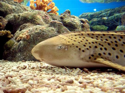 Leopard Shark – "OCEAN TREASURES" Memorial Library