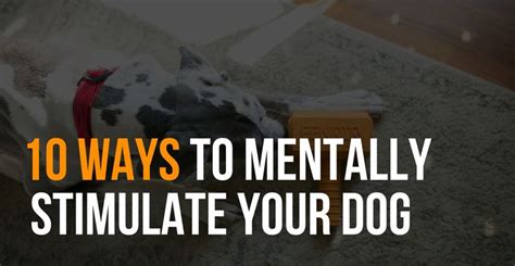 10 Ways To Mentally Stimulate Your Dog Fenrir Canine Leaders