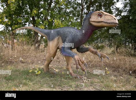 Lifesize Model Of Deinonychus A Small Carnivorous Theropod Dinosaur All