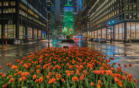 Park Avenue Ny Flowers Best Flower Site