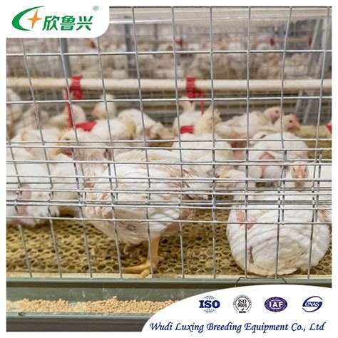 Broiler Chicken Farm Shed Automatic H Type Tiers Tiers Chicken Cage