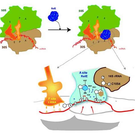 Modelled Mechanism Of Binding And Cleavage Of RNA By Kid Toxin A RNA