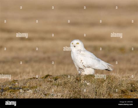 Alaska Male Snowy Owl Near Barrow Bubo Scandiacus Stock Photo Alamy