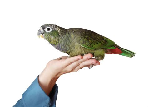 21 Different Types of Parrots: A Comprehensive Guide | VIParrot