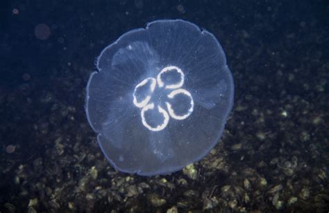 Aurelia Moon Jellyfish