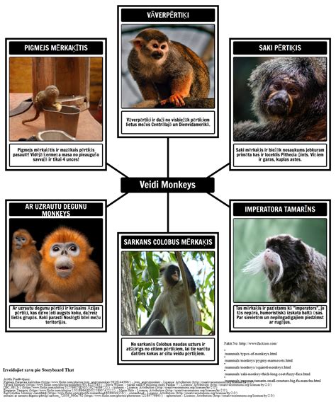 Spider Karte Monkeys Storyboard By Lv Examples