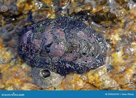 Chiton Liolophura Japonica Stock Photo Image Of Chiton Molluscs