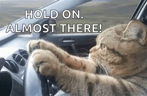 Cat Driving Serious GIF – Cat Driving Serious Cat – discover and share GIFs