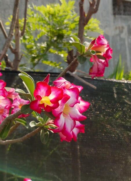 Premium Photo Adenium Obesum Plant Red Flowers Taken At Close Range