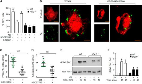 Frontiers Protease Activated Receptor 2 Promotes Clearance Of