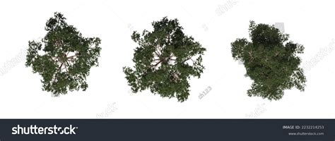 Tree Top View Isolated On White Stock Illustration 2232214253